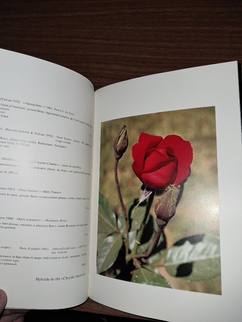 Libri: Livre les plus belles roses – Usato da Le locle venduto da juliensaran 1