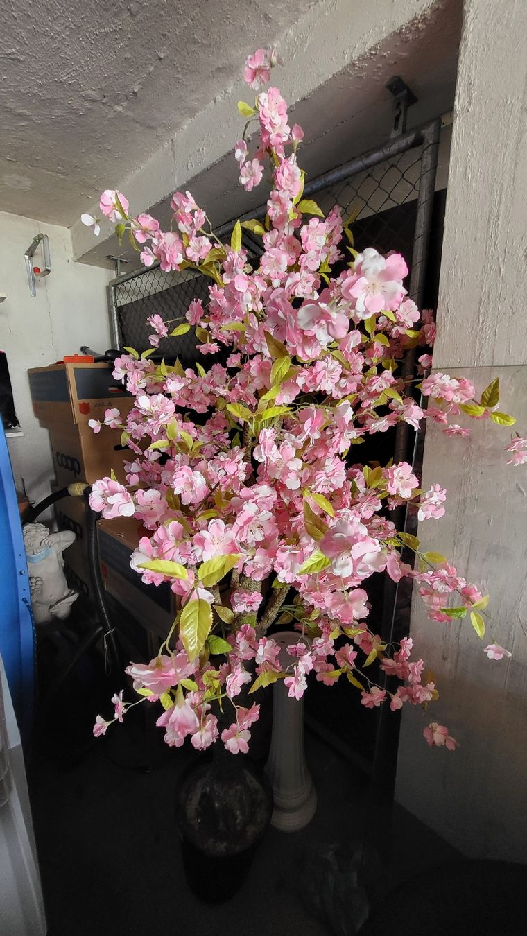 🌸 Kirschblütenbaum 2 Meter hoch Kaufen auf Ricardo
