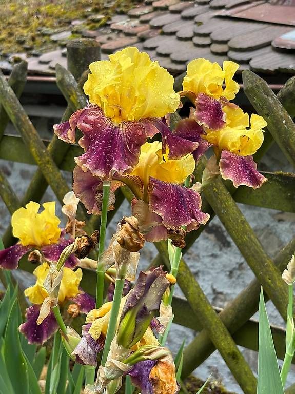 Plantes & graines: Iris germanica – D'occasion à Moudon par jcs_k9m7 3