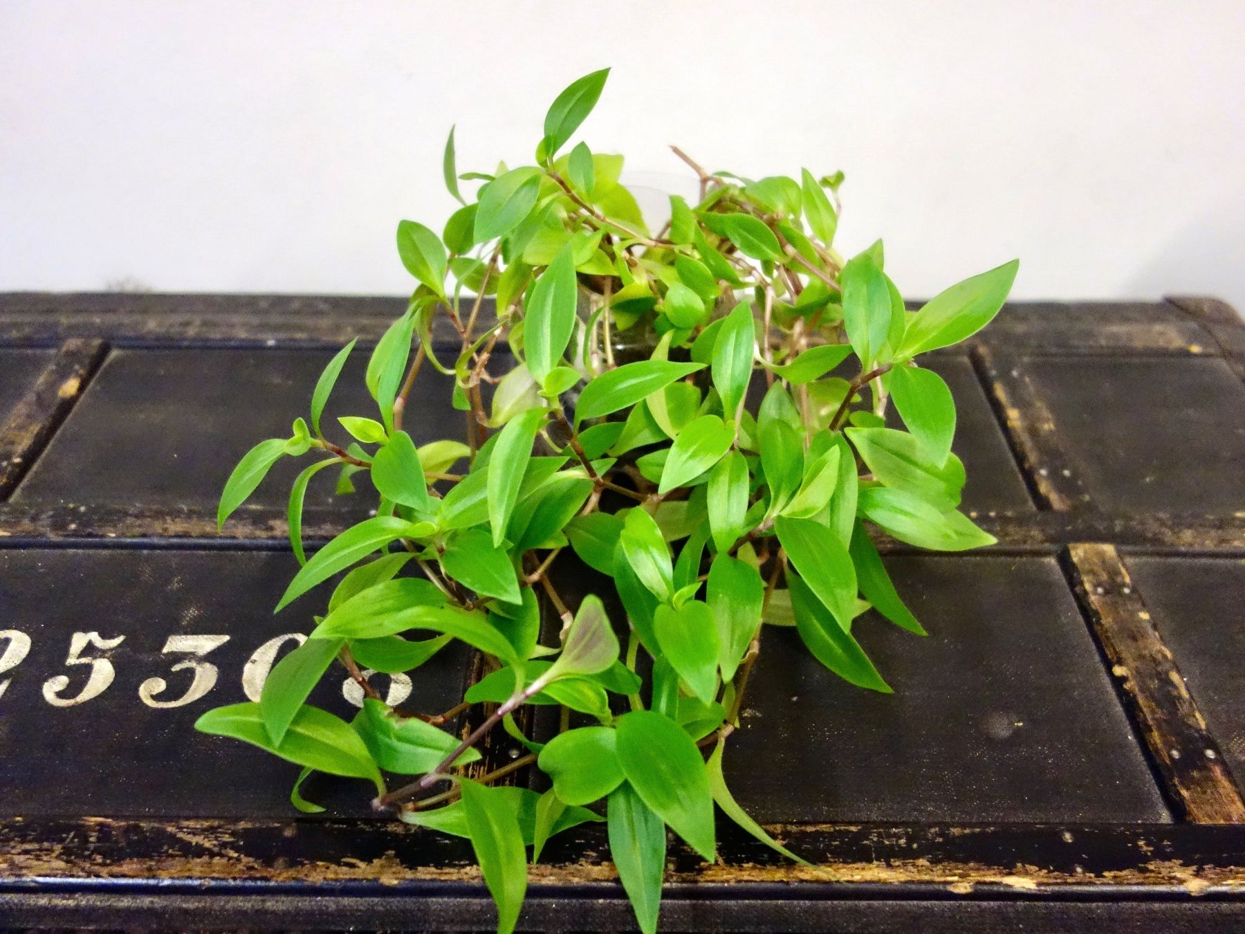 Pflanzen & Samen: Dreimasterblume Tradescantia Fluminensis – Neu und originalverpackt aus Kerzers von zimmergruen 7