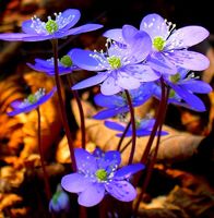 DEU : 10 Sämlinge Trinity Gras (Hepatica Nobilis). Wildblume