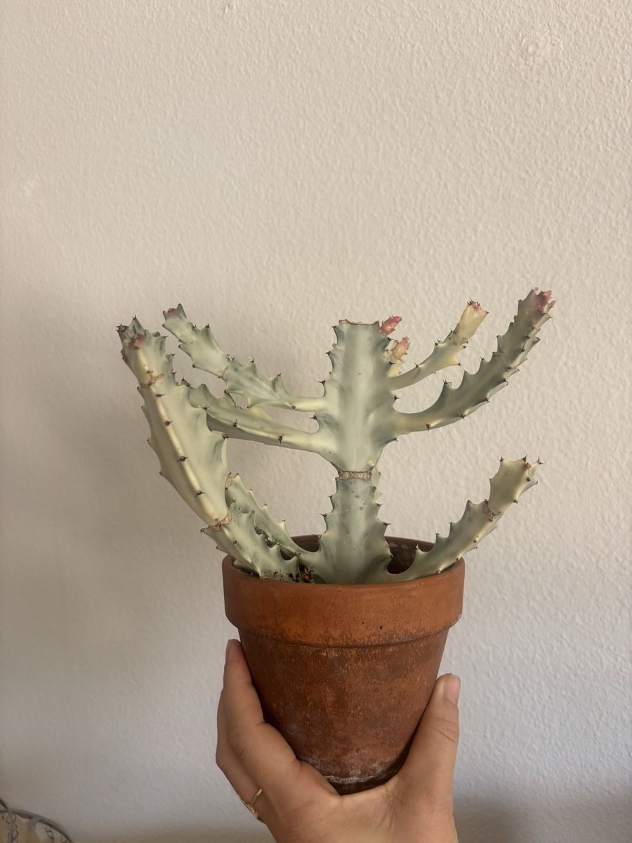 Piante & sementi: Euphorbia lactea white ghost ableger – Usato da olten venduto da momo2417 1