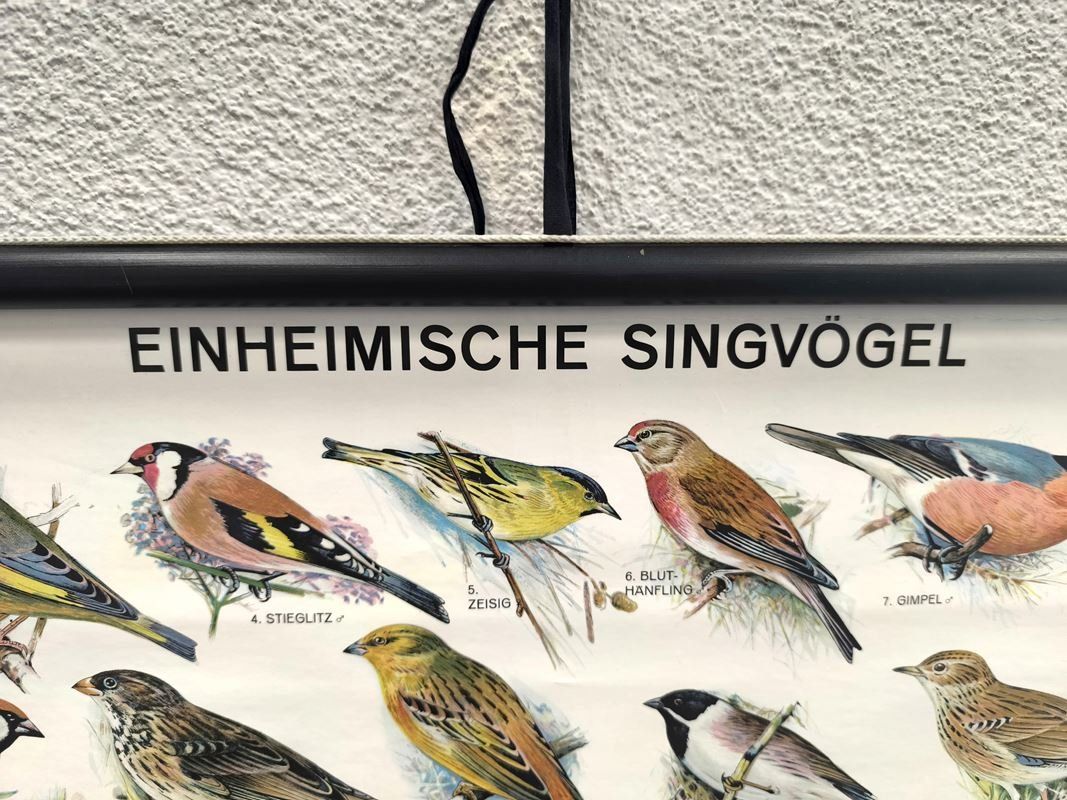Foto & Immagini: PERTHES - Karte Singvögel – Usato da Rüti ZH venduto da Restwert_Rueti_ZH 5