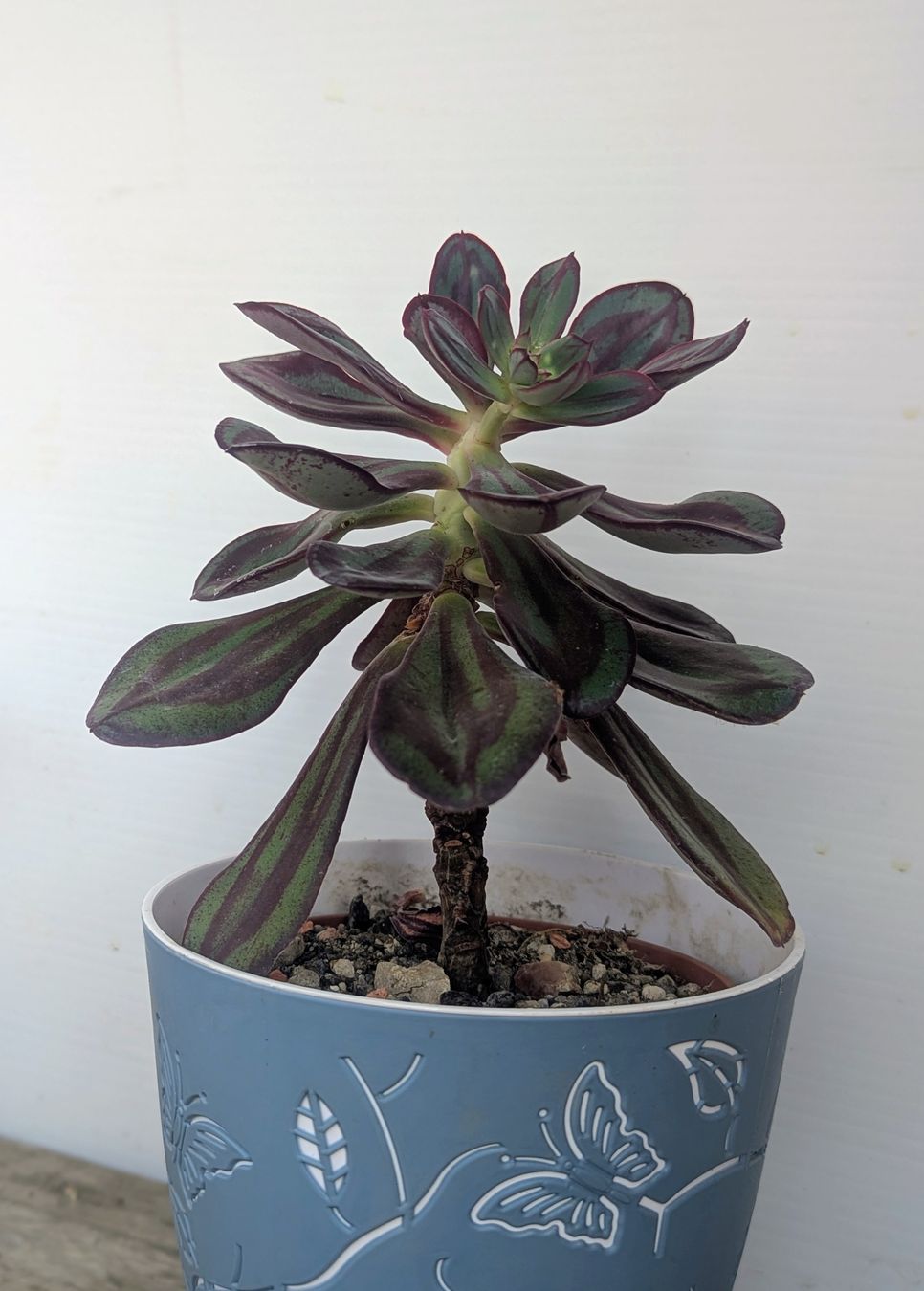 Piante & sementi: Echeveria nodulosa  – Usato da Comano venduto da che_8lc2 1