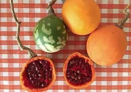 Piante & sementi: Solanum Bicorne TRES RARE  2g – Nuovo (secondo la descrizione) da Bremblens venduto da FIBONACCI369