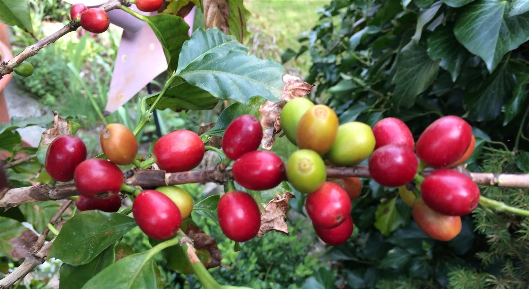 Pflanzen & Samen: Kaffeepflanze - eine Pflanze! – Neu (gemäss Beschreibung) aus Steffisburg von Calceolaria 1