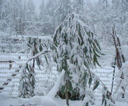 Piante & sementi: EUCALYPTUS DES NEIGES 30-40cm – Nuovo (secondo la descrizione) da Bremblens venduto da FIBONACCI369 3