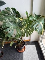 Monstera Thai Constellation (large established)