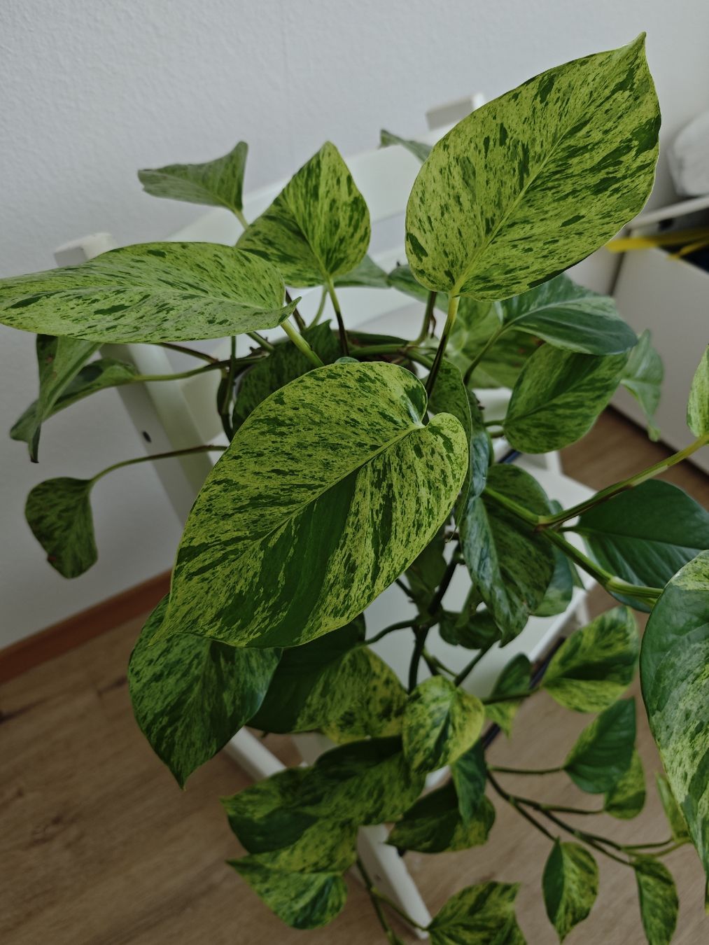 Pflanzen & Samen: Epipremnum Marble Queen – Gebraucht aus Volketswil von Deal.Ecke 2