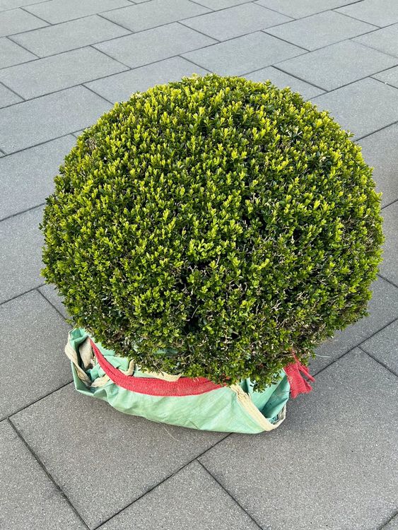 Künstliche Buchsbaum-Kugel Auf Stamm - 35cm Hoch, UV-beständig, Mit Topf - Perfekte Deko Für Drinnen & Draußen