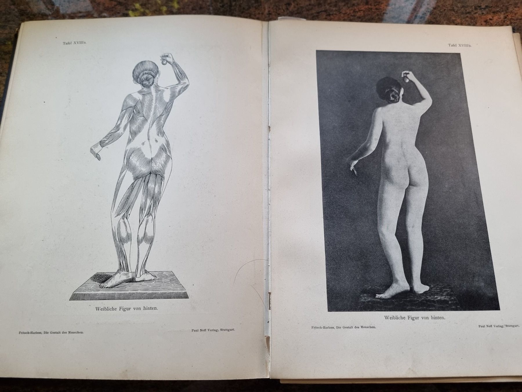 Libri: Die Gestalt des Menschen 1905 – Usato da Trachslau venduto da post35 9
