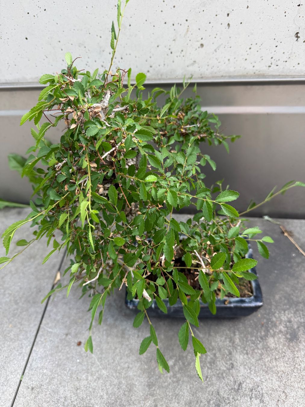 Piante & sementi: Bonsai Chinesische Ulme – Usato da Ennetbaden venduto da miboo 4