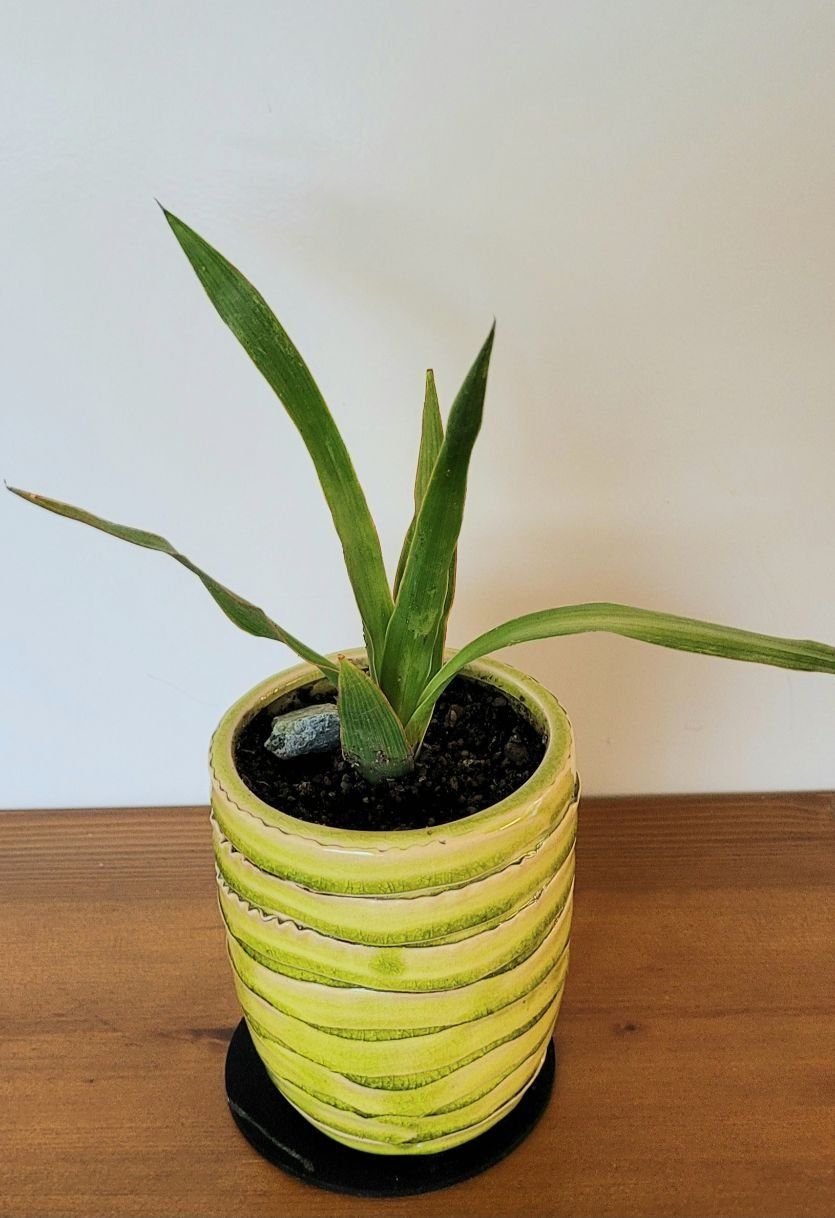 Piante & sementi: Drago, Drachenbaum, Dracaena, 27cm – Nuovo (secondo la descrizione) da Unterengstringen venduto da orpheo13