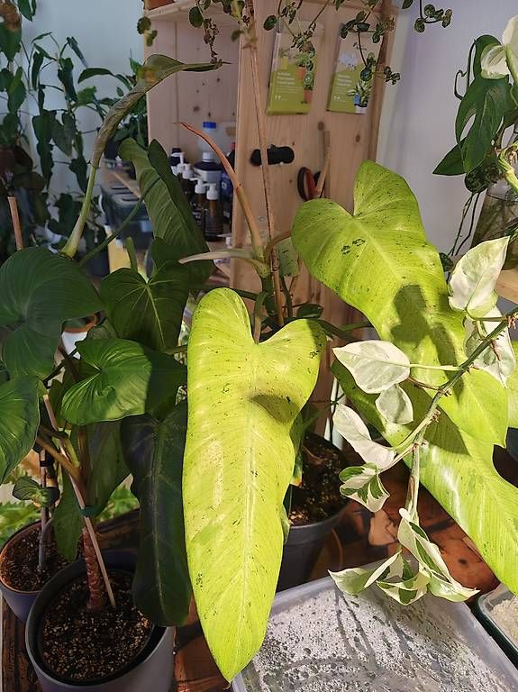 Pflanzen & Samen: Philodendron Whippleway Varigata – Gebraucht aus Dürnten von AmstutzHolzdesign 2