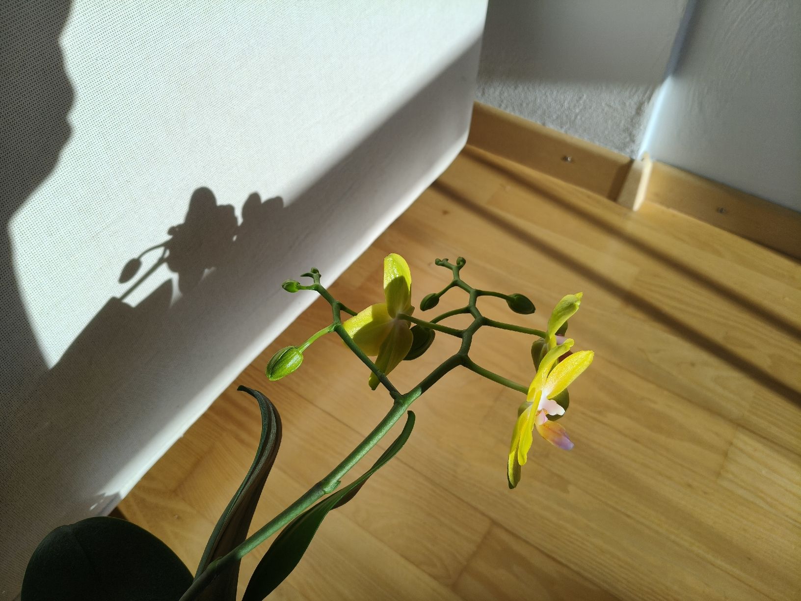 Piante & sementi: Phalaenopsis Lioulin Lawrence – Usato da Chamoson venduto da Yuriyaa 3