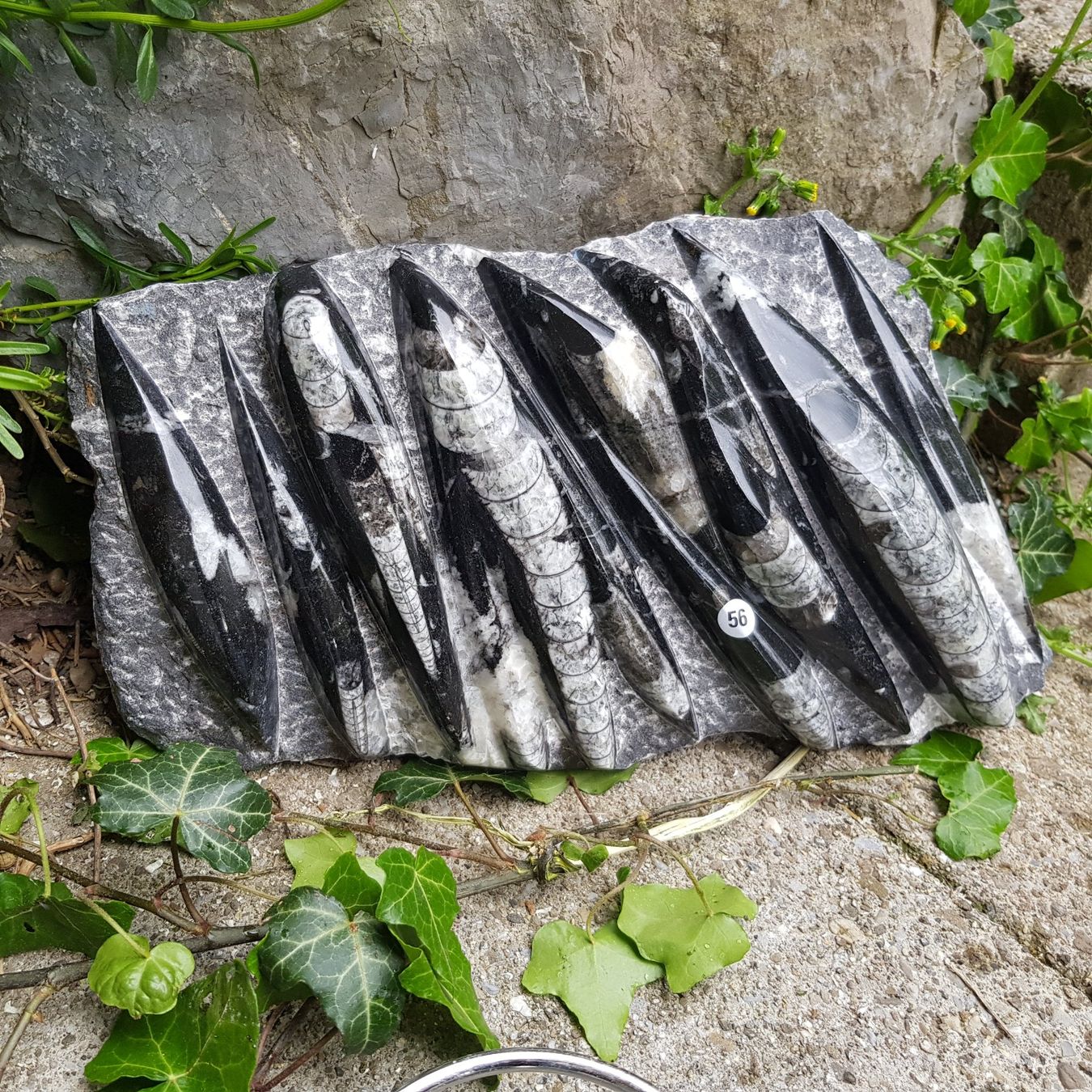 Fossilien: Orthoceras Platte 3.15Kg – Neu (gemäss Beschreibung) aus Schwanden-Brienz von Testudo06 5