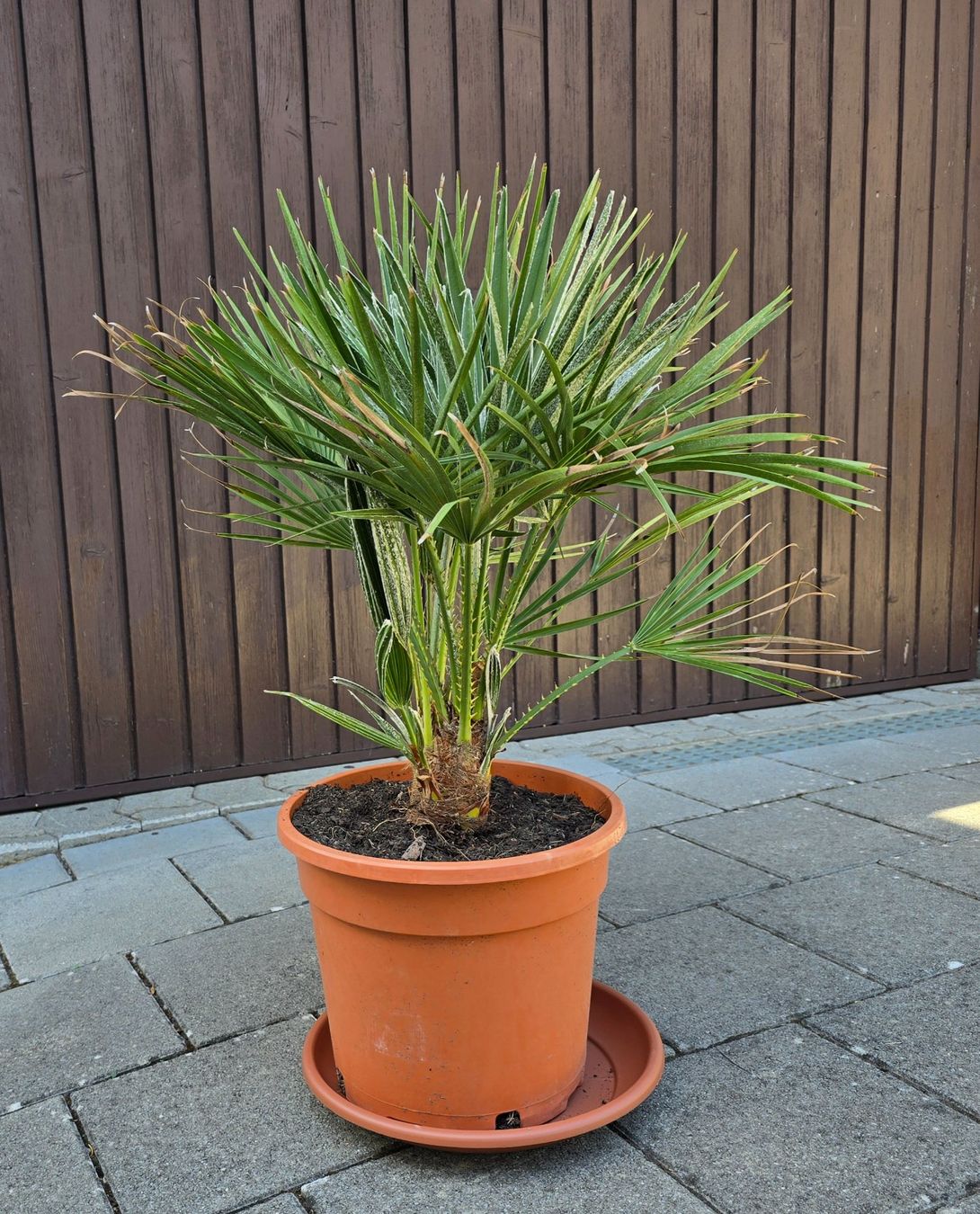 Piante & sementi: Fächerpalme Chamaerops humilis – Usato da Aarburg venduto da popkorn65 2