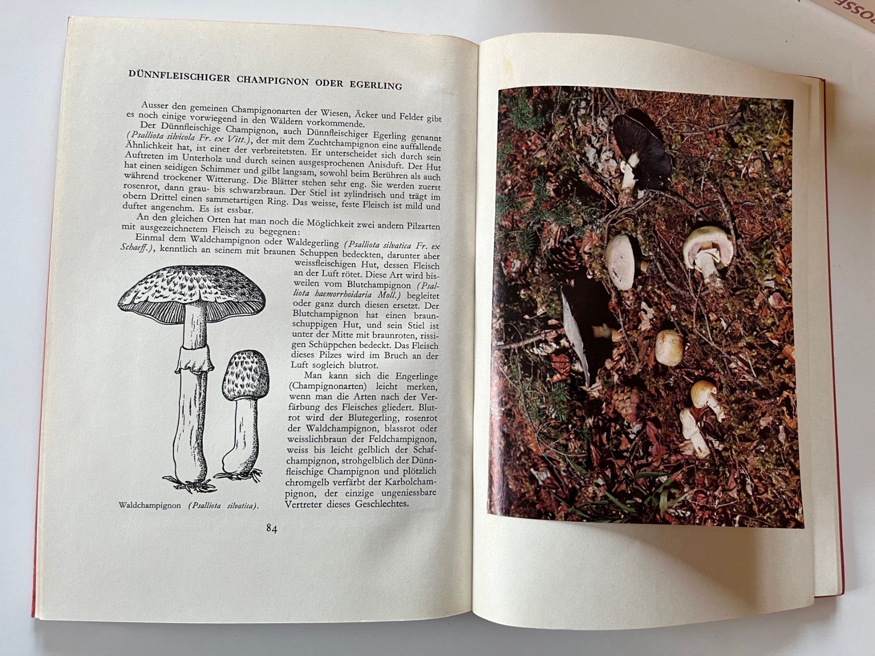Bücher: Unsere Pilze – Gebraucht aus Laufen von Nuria44 5