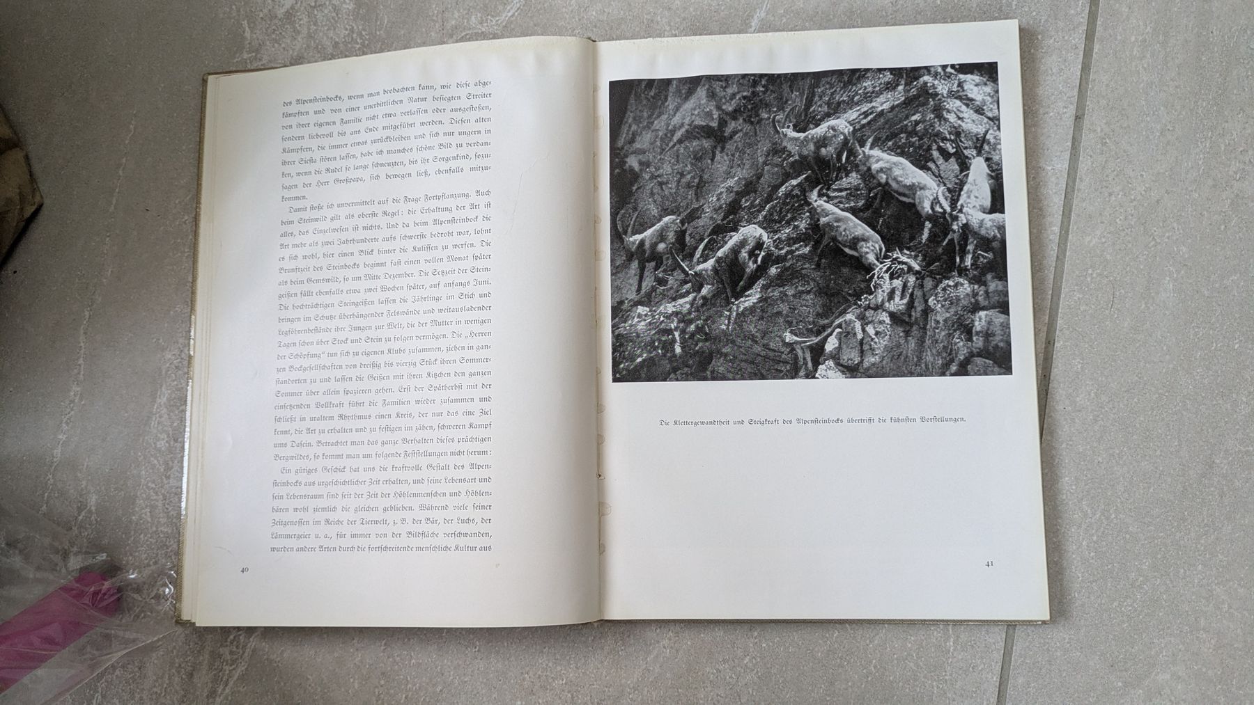 Libri: altes Buch "Herrliche Alpentiere", 1939 – Usato da Rottenschwil venduto da chnoblipress 3