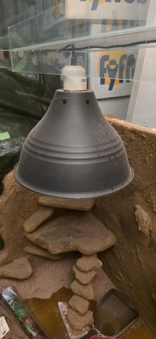 Terrario: Terrarium – Usato da Freienwil venduto da Columbo86 6