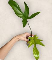 🔥Philodendron Florida Ghost (mit Neuaustrieb)