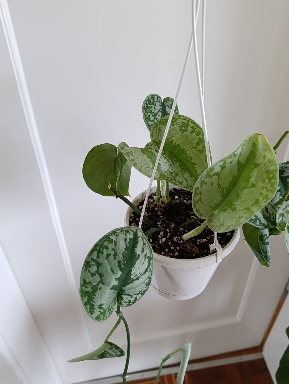 Plantes & graines: Scindapsus – D'occasion à Baar par L.isa28 2