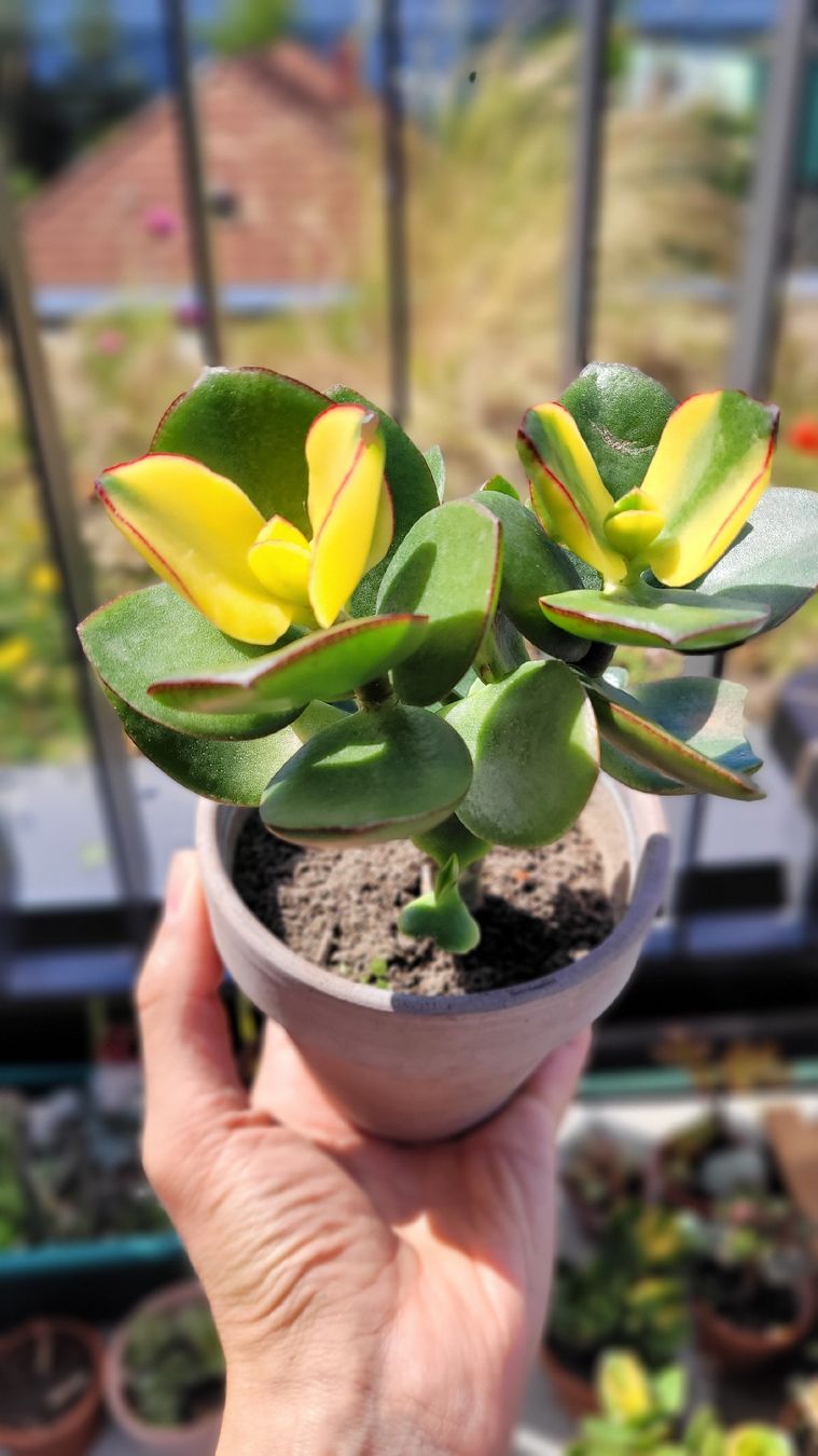 Piante & sementi: Crassula ovata "Maruba Nishiki" – Nuovo (secondo la descrizione) da Zürich venduto da The_Plant_Wizard 8