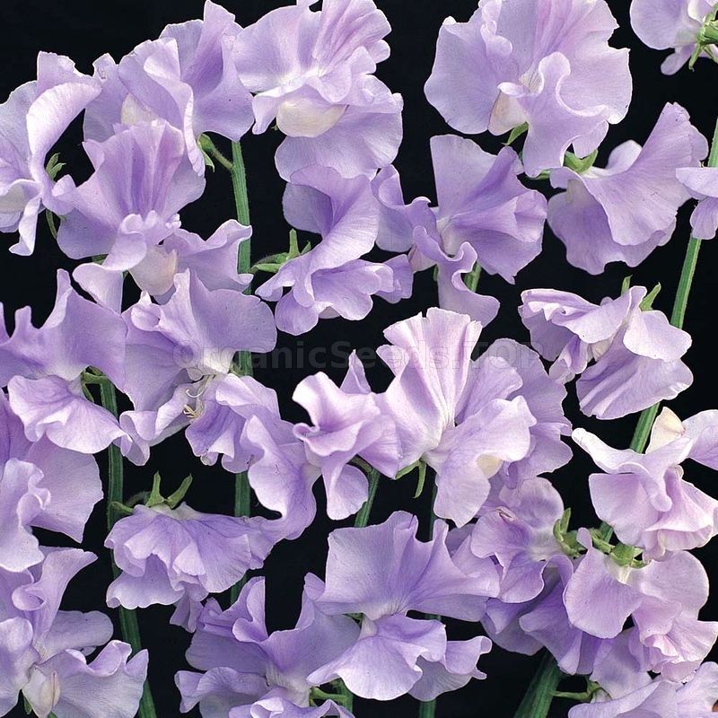 Pflanzen & Samen: 15 Samen Duftwicke ELEGANCE LAVENDER – Neu (gemäss Beschreibung) aus Ehrendingen von VerveinaSamen 2