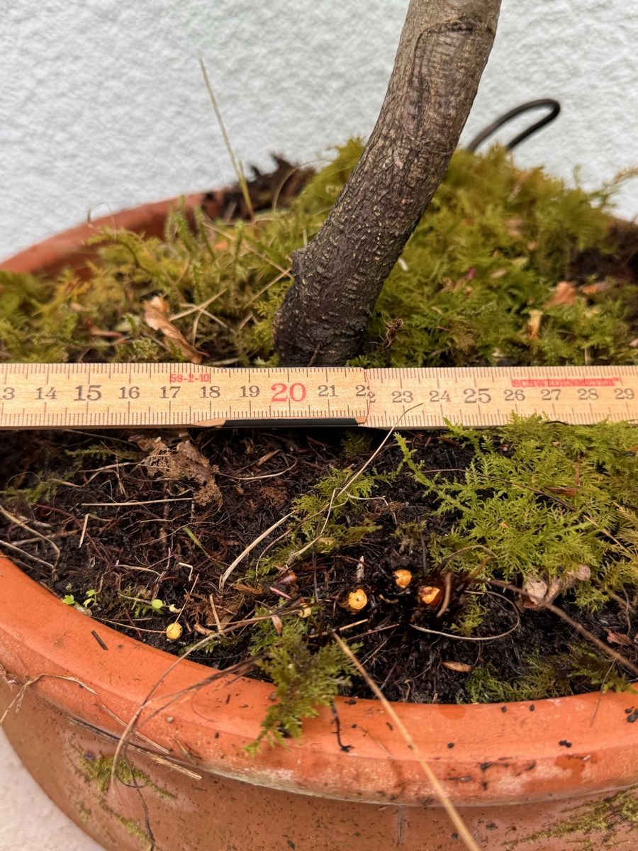 Piante & sementi: Bonsai/Rotbuche – Usato da Münchwilen TG venduto da baluzi3 1