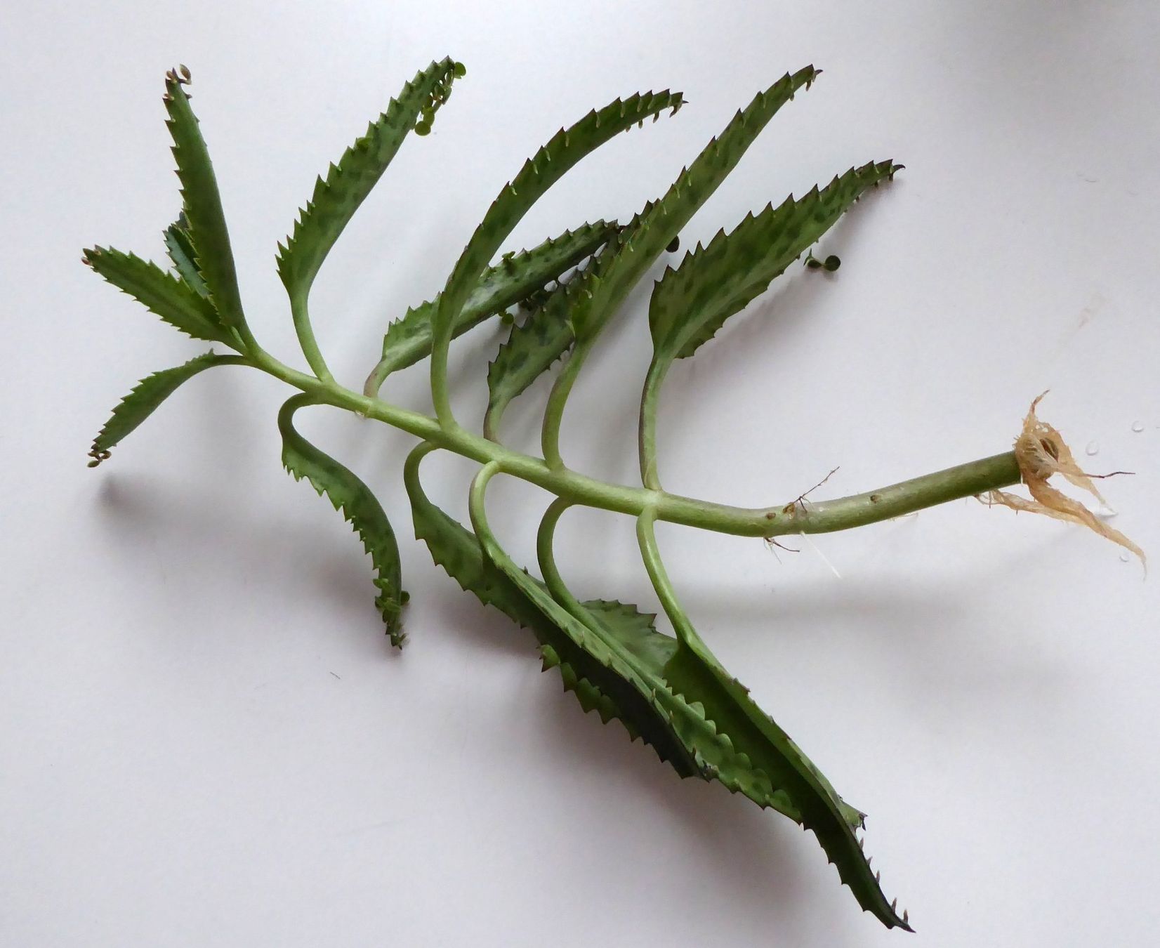 Piante & sementi: Steckling Kalanchoe delagoensis / Kindlibaum – Nuovo (secondo la descrizione) da Wettingen venduto da tonia3 1