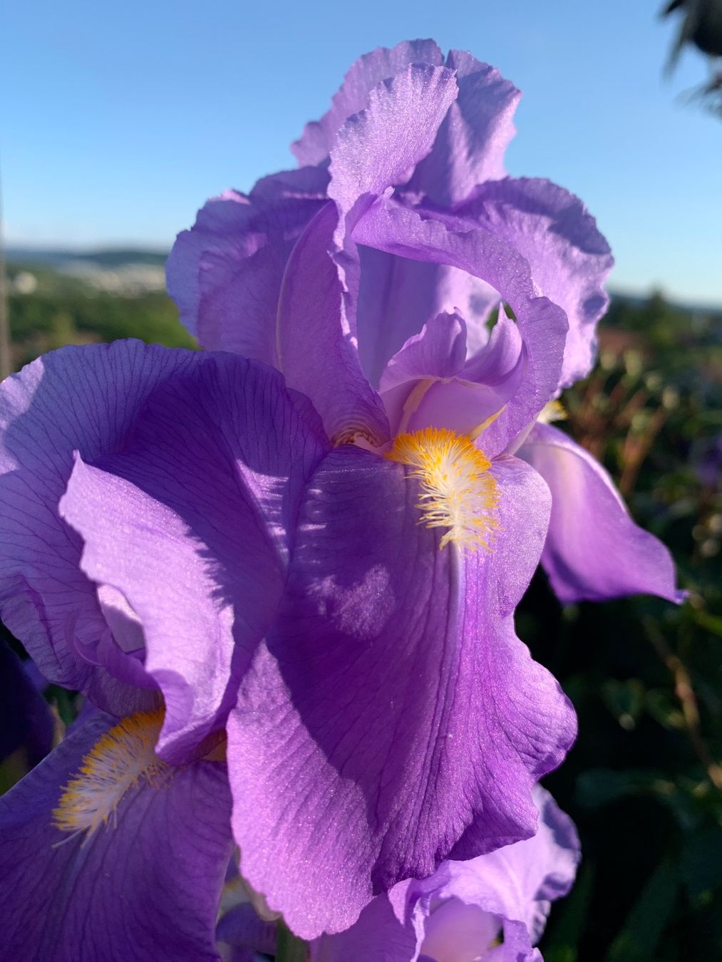 Pflanzen & Samen: 3 Bart-Iris Schwertlilien winterharte Gartenpflanze Versand – Neu (gemäss Beschreibung) aus Auenstein von mar_8mxd 2