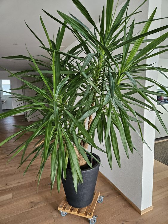 Schöne grosse Yucca Palme inkl. Pflanzenroller mit Rollen. Kaufen auf