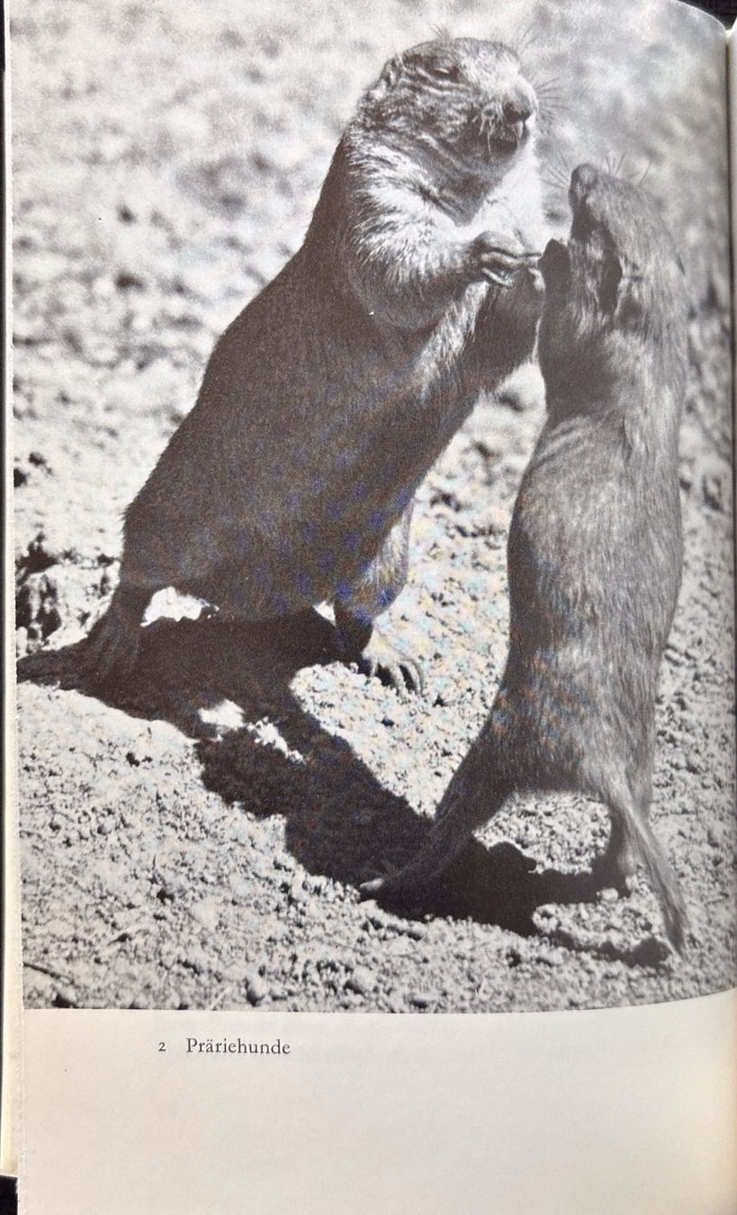 Libri: Wie die Tiere Spielen – Usato da Sarnen venduto da Livres 6