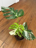 Monstera variegata💚