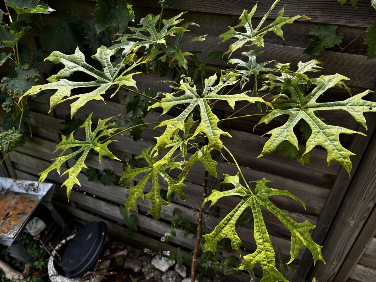 Plantes & graines: Australischer Flammenbaum – D'occasion à Aarburg par TC92