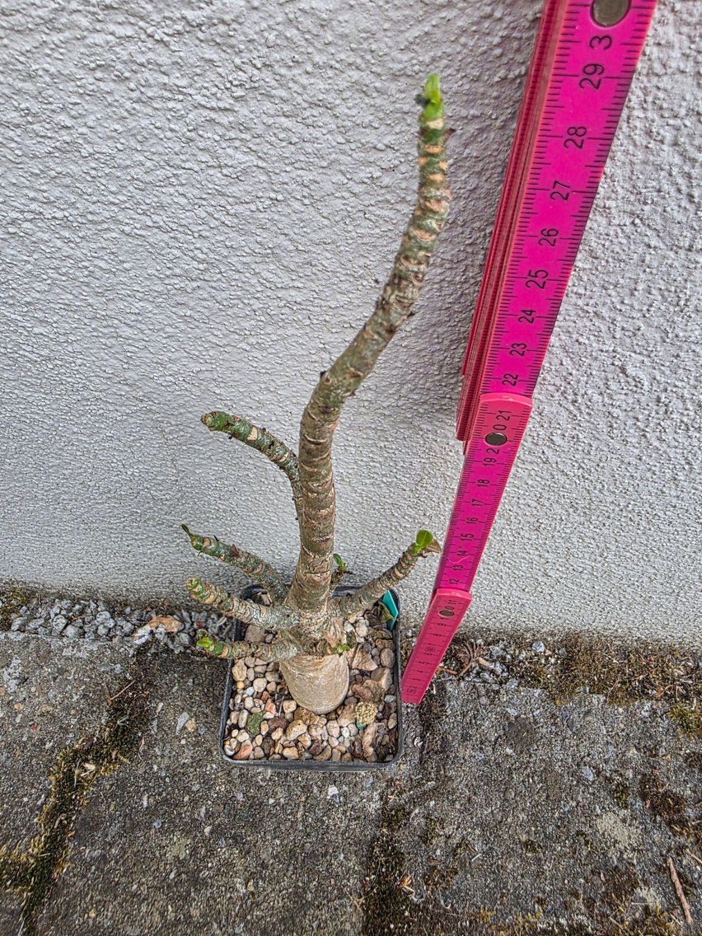 Piante & sementi: Adenium arabicum "Black Hawk" / Wüstenrose – Usato da Thalheim venduto da silvara01 4