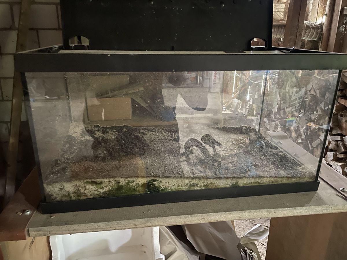 Aquarium: Aquarium 30L mit Eheim classicLED daylight 550mm – Gebraucht aus Rumlikon von SR_Records