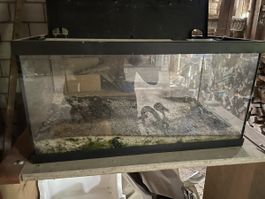 Aquarium 30L mit Eheim classicLED daylight 550mm