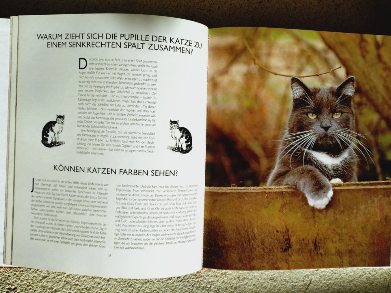 Livres: Desmond Morris: Catwatching, grosser Bildband – D'occasion à Uster par Junipa 4