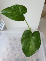 Alocasia Cucallata Marble