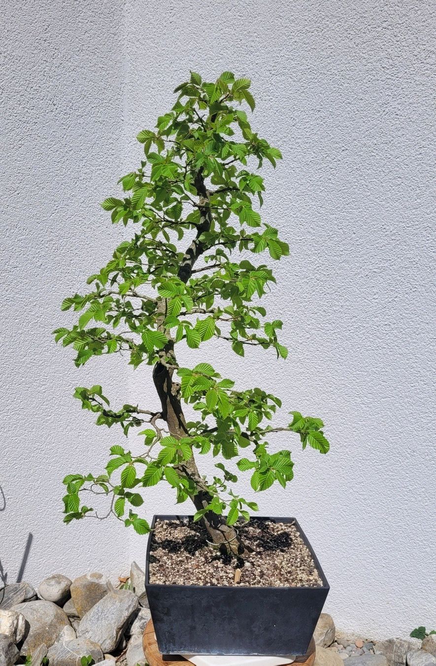 Piante & sementi: Hainbuche (Pre) Bonsai – Nuovo (secondo la descrizione) da Fehraltorf venduto da 100_Konzert 2