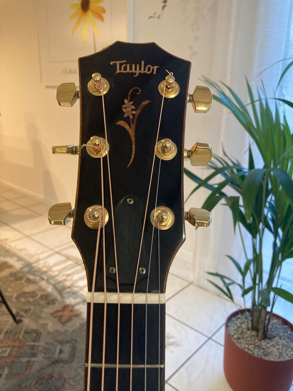 Taylor Strumenti musicali: Wunderschöne Taylor Gitarre – Usato da Brüttisellen venduto da Passenger01 2