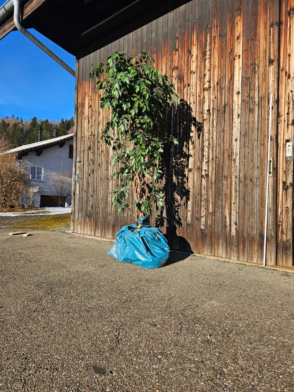 Tutte le decorazioni: 🔥Ficus Dekopflanze, ca. 2m🔥 – Usato da bäretswil venduto da Hunt.and.Collect 1