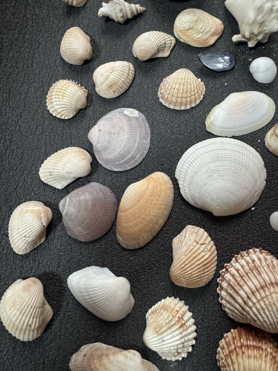 Fossili: Diverse Muscheln – Usato da Massagno venduto da ilm_vd96 3