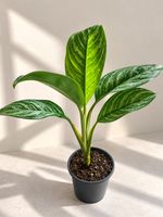 Zimmerpflanze Aglaonema gestreift🌿✨