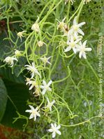 Bowiea Volubilis Ø 5cm - Pflanzen-Rarität aus SüdAfrika