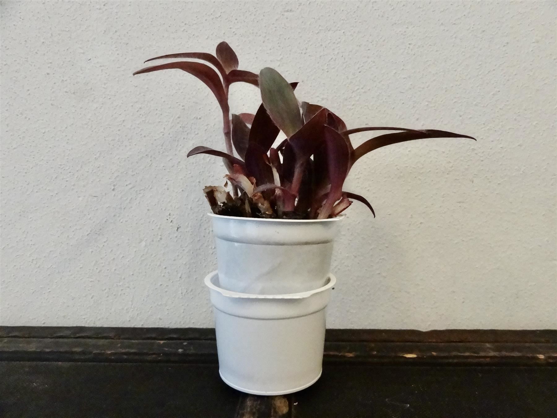 Piante & sementi: Mexikanische Dreimasterblume violett – Nuovo e nell'imballaggio originale da Kerzers venduto da zimmergruen 8