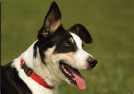 Postkarte mit Hund für Tierfreunde