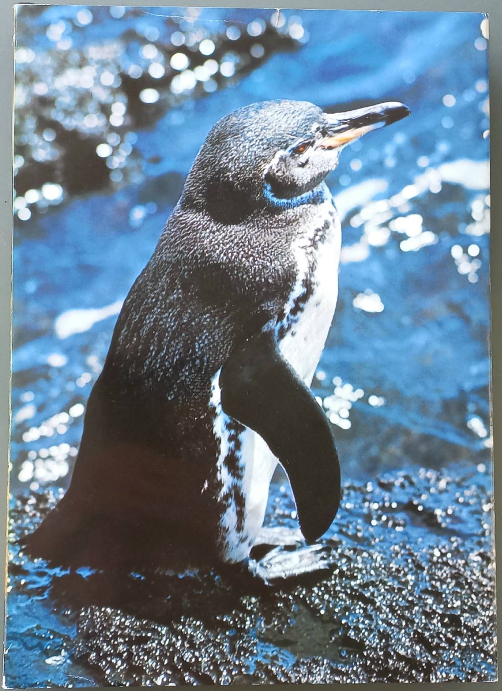 Bücher: Buch - Zoo Galapagos - Silva-Verlag – Gebraucht aus Niederuzwil von lubimaja