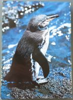 Buch - Zoo Galapagos - Silva-Verlag